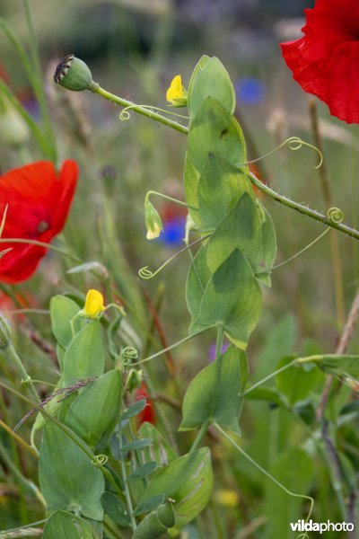 Naakte lathyrus