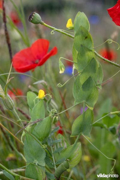 Naakte lathyrus