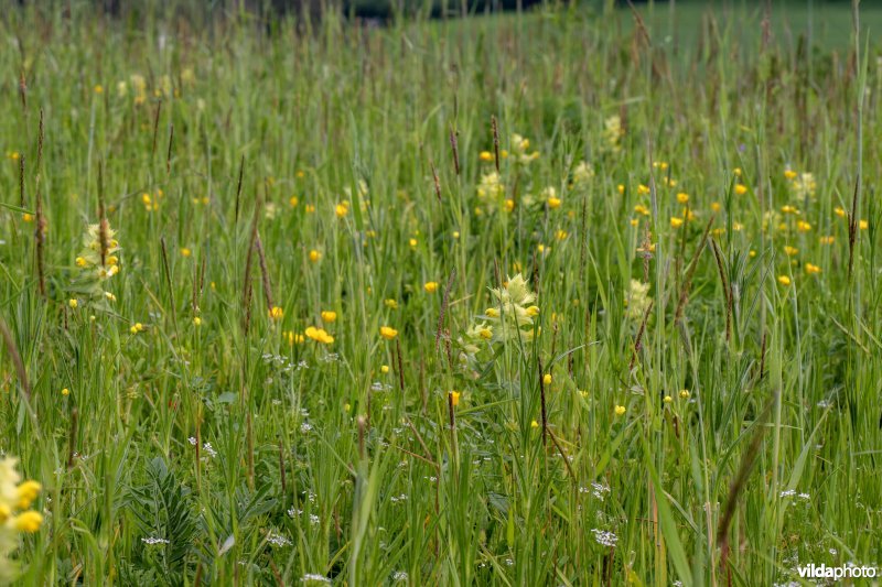 Bloemenakker