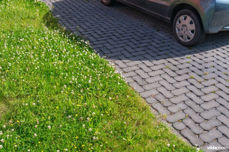 Bloemrijk voortuintje met waterdoorlatende verharding