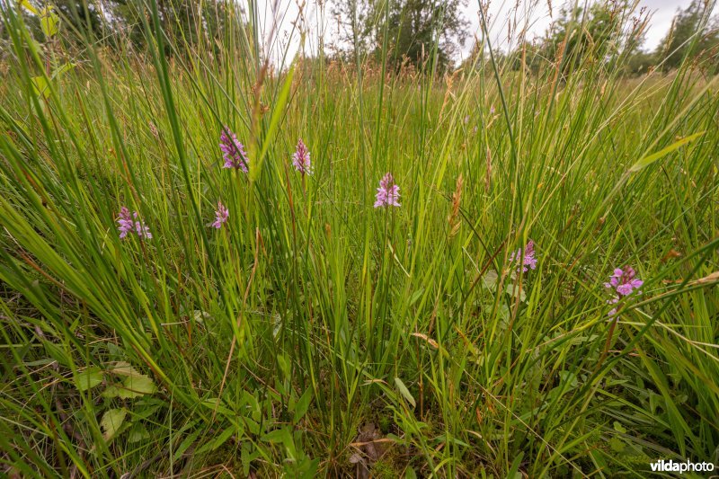 Gevlekte orchis