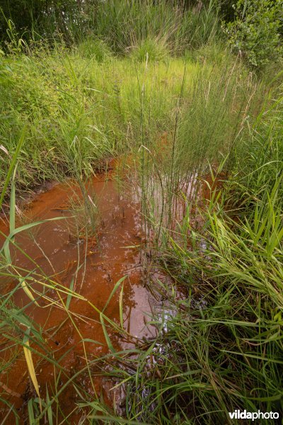 IJzerrijke kwel met holpijp en riet