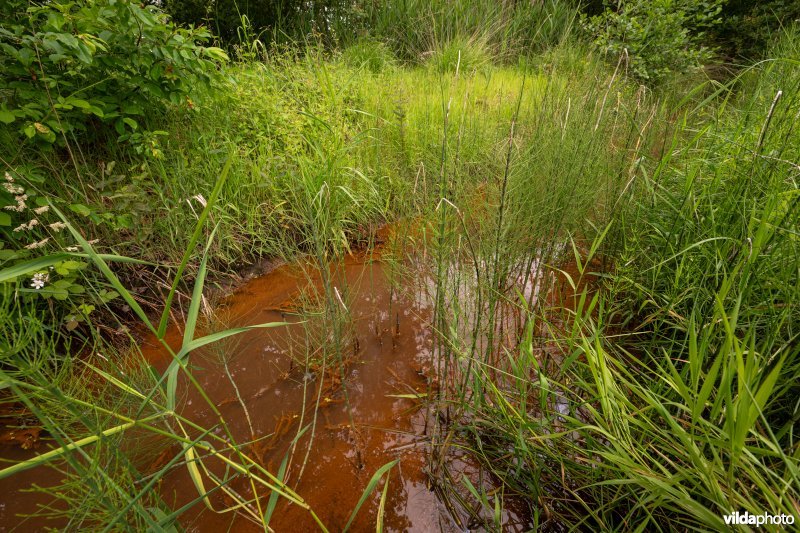 IJzerrijke kwel met holpijp en riet