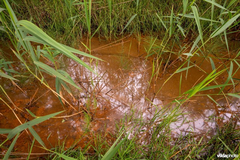 IJzerrijke kwel met holpijp en riet