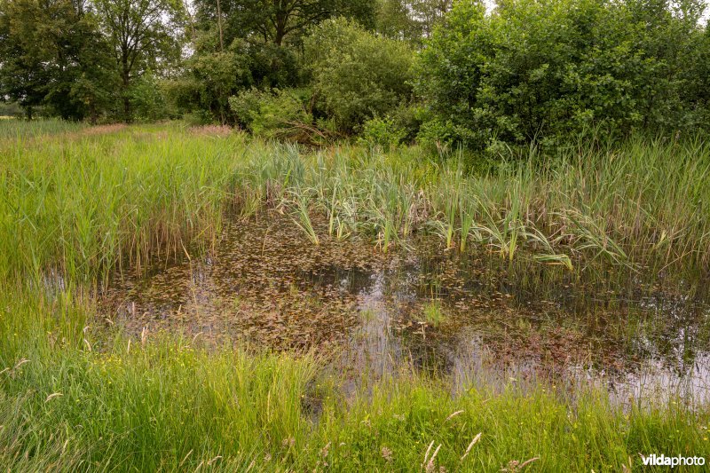 Plas in laagveengebied De Zegge