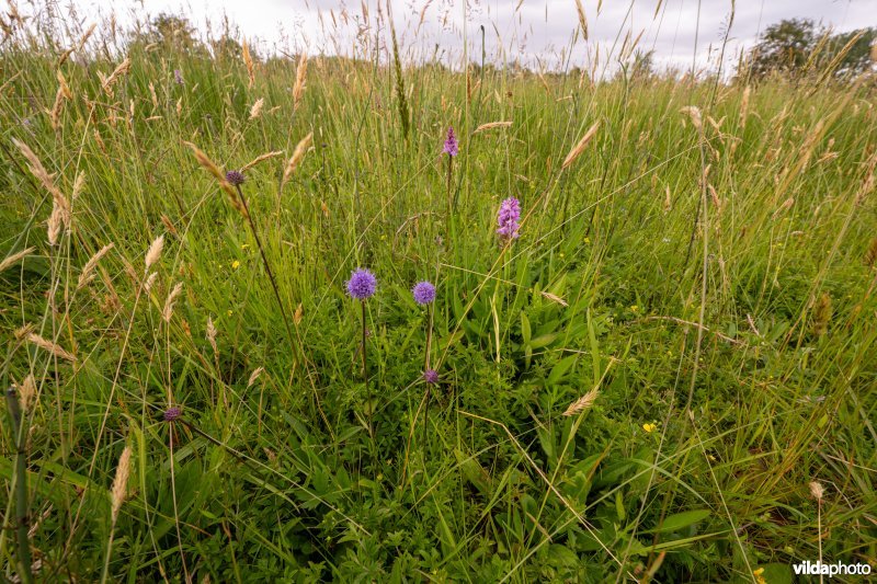 Blauwe knoop in De Zegge