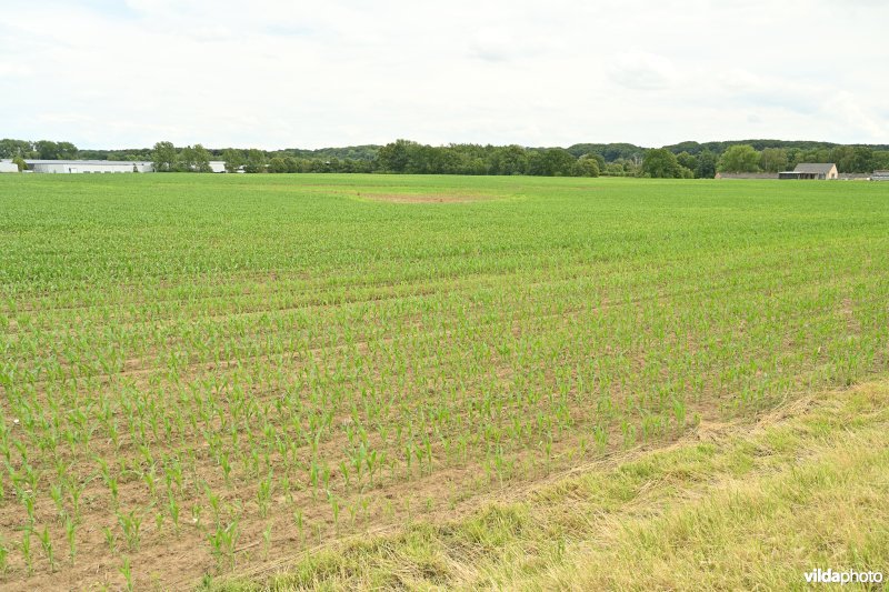 Demervallei: Meanders van Nieuwland