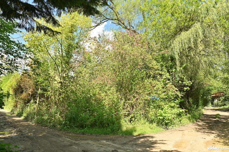 Demervallei: Doodbroek 