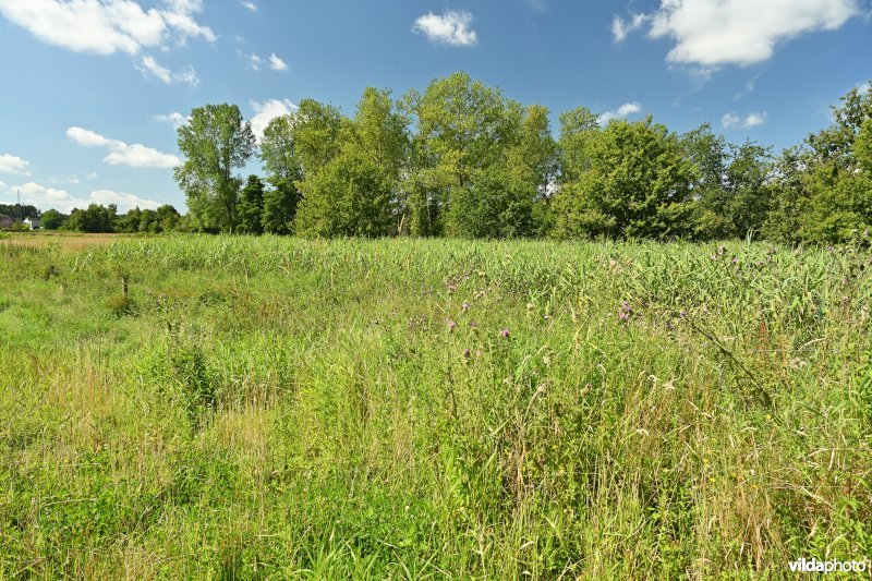 Demervallei: Kloosterbeemden 