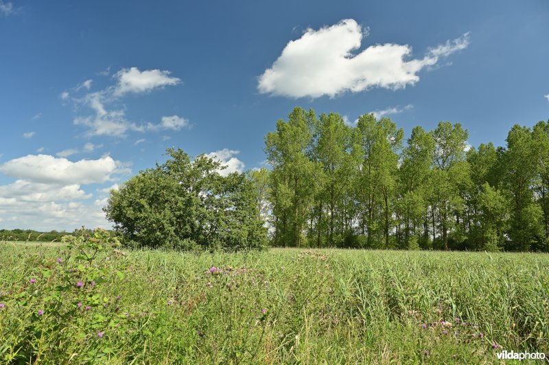 Demervallei: Kloosterbeemden 
