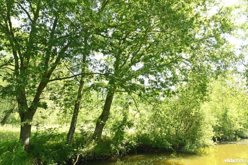 Demervallei: Molenstedebroek