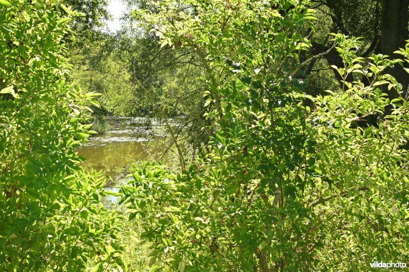 Demervallei: Molenstedebroek