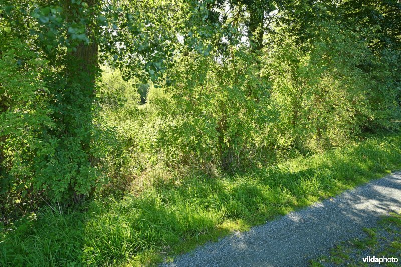 Demervallei: Molenstedebroek