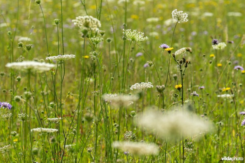 Bloemrijk grasland in de zomer