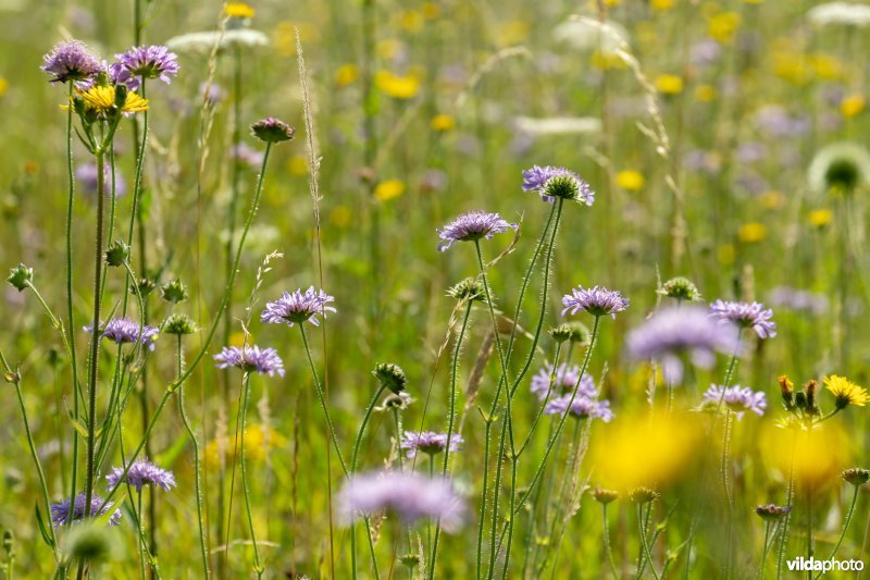 Bloemrijk grasland in de zomer