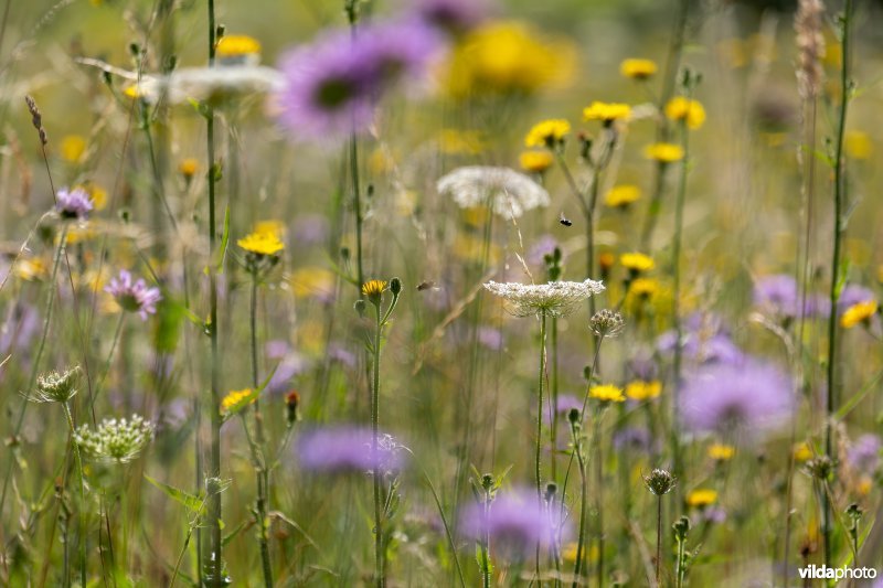 Bloemrijk grasland in de zomer