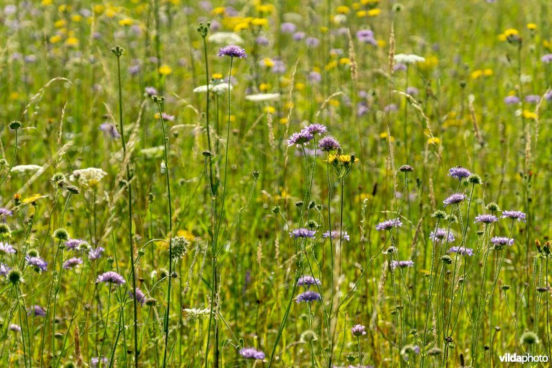 Bloemrijk grasland in de zomer