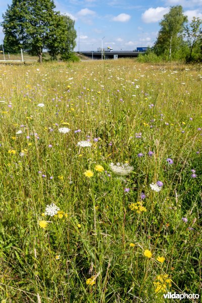 Bloemrijk grasland naast een snelweg