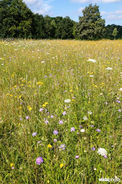 Bloemrijk grasland in de zomer