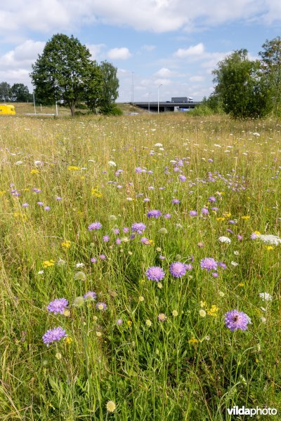 Bloemrijk grasland naast een snelweg