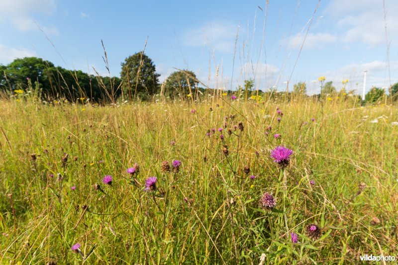 Bloemrijk grasland in de zomer