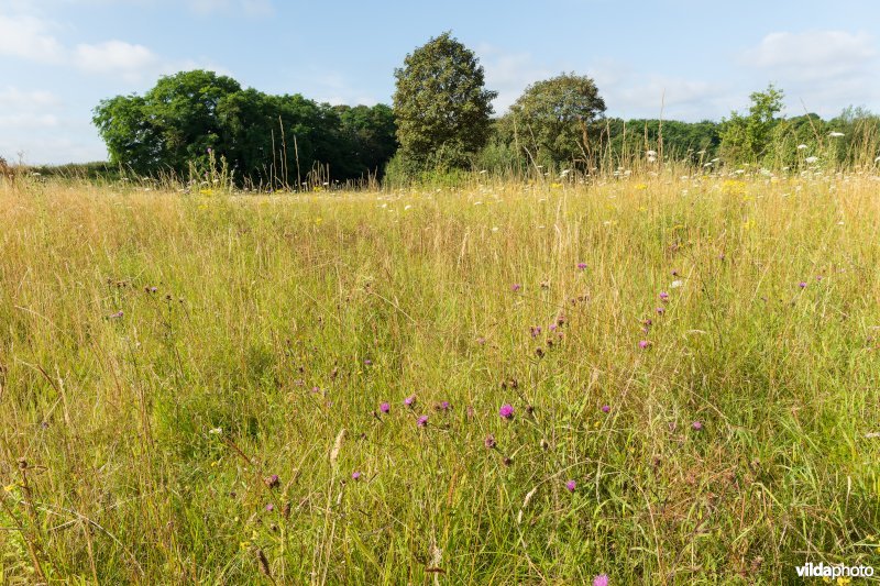 Bloemrijk grasland in de zomer