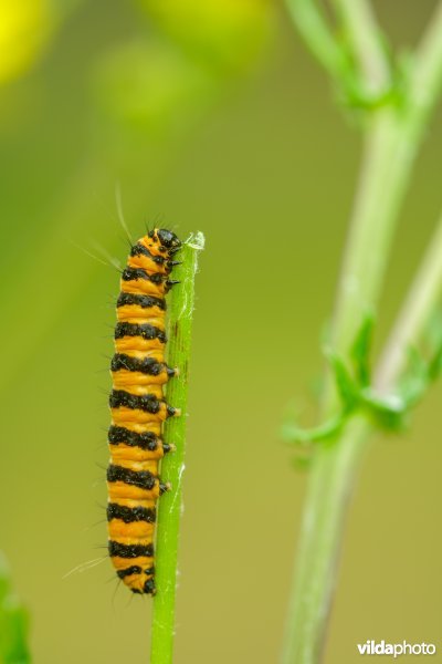 Rups van Sint-Jacobsvlinder