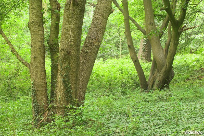 Bosreservaat Teuvenerberg