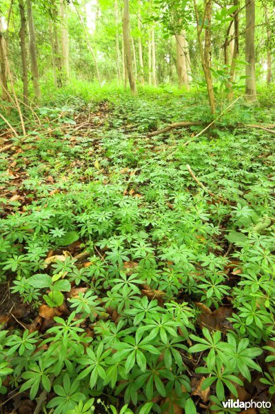 Bosreservaat Teuvenerberg