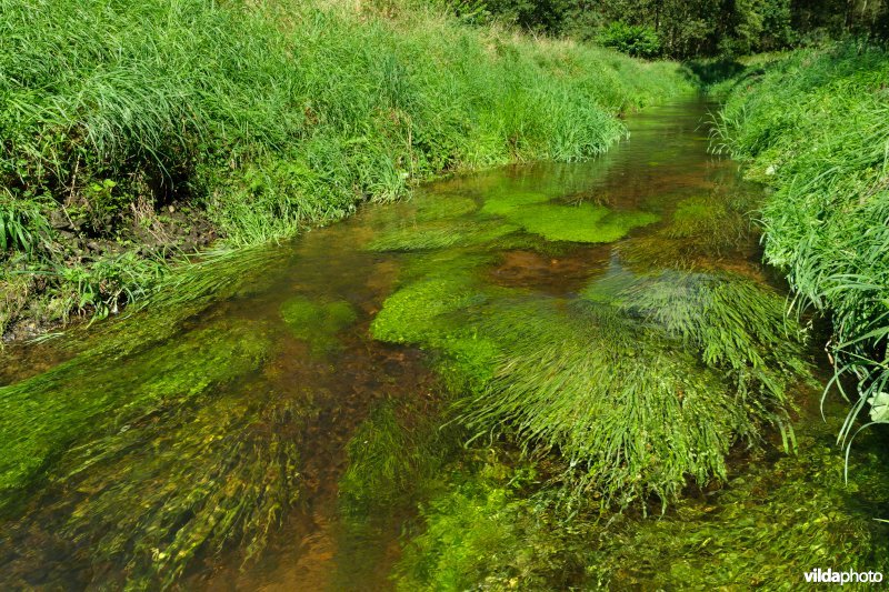 Beek met weelderige plantengroei