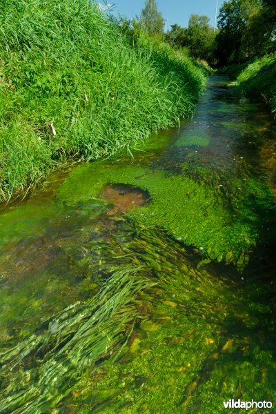 Beek met weelderige plantengroei