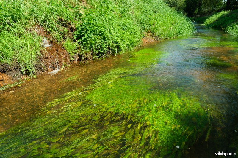 Beek met weelderige plantengroei