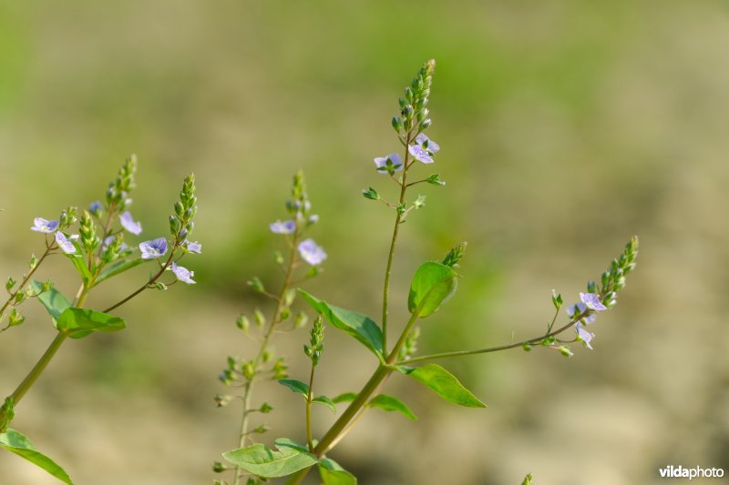 Blauwe waterereprijs