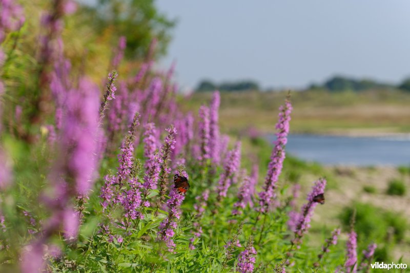 Kattenstaart aan de Maas