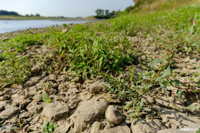 Pioniersvegetatie met zeegroene ganzenvoet