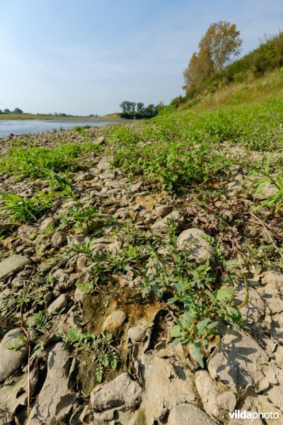 Pioniersvegetatie met zeegroene ganzenvoet en akkerkers