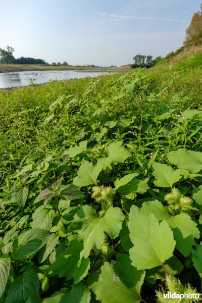 Pioniersvegetatie met stekelnoot