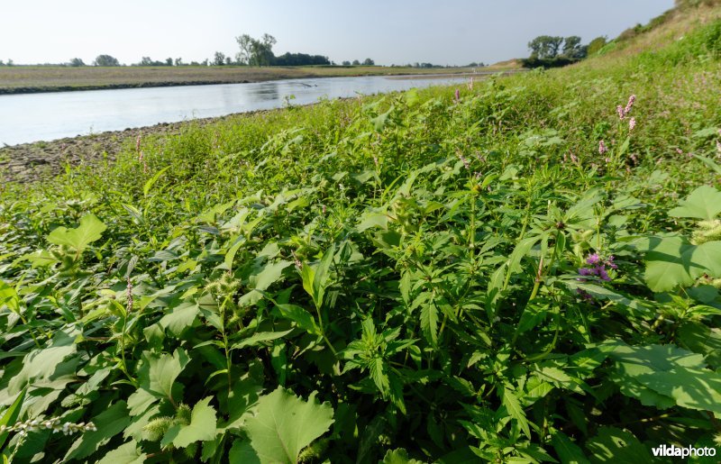 Pioniersvegetatie met stekelnoot, tandzaad en wolfspoot