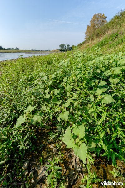 Pioniersvegetatie met stekelnoot