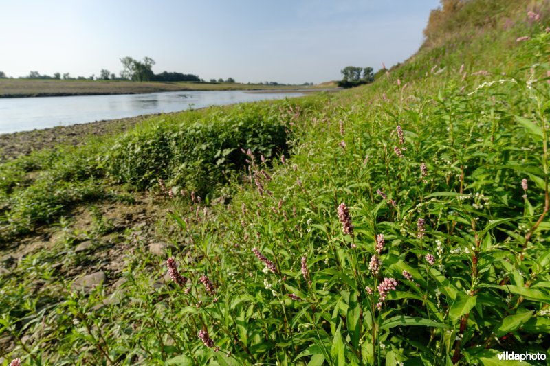 Pioniersvegetatie met perzikkruid en waterpeper