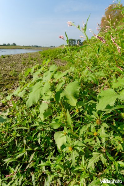 Pioniersvegetatie met tandzaad en stekelnoot