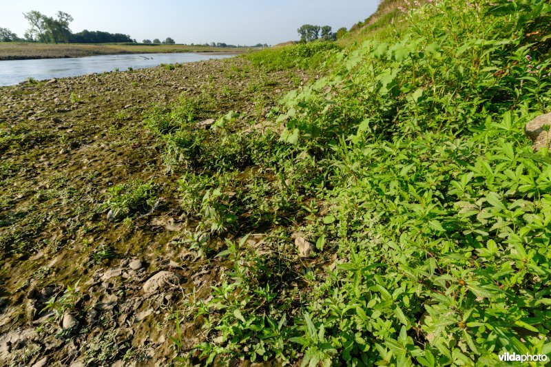 Pioniersvegetatie met tandzaad en stekelnoot