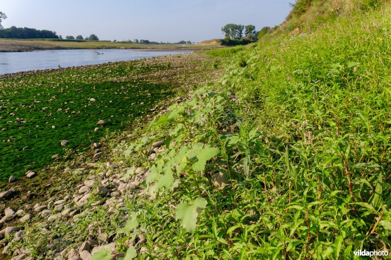 Pioniersvegetatie met stekelnoot, perzikkruid en waterpeper