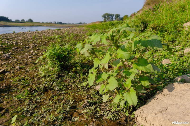 Stekelnoot en akkerkers in de Maasvallei