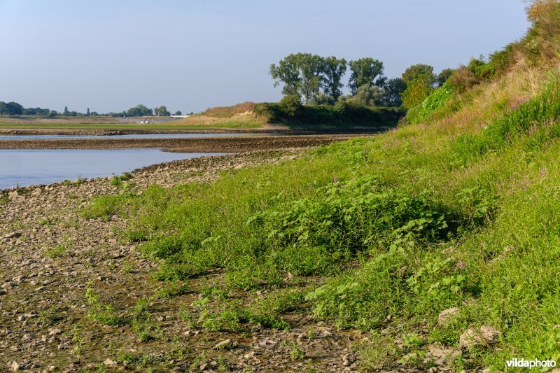 Pioniersvegetatie met stekelnoot, perzikkruid en waterpeper