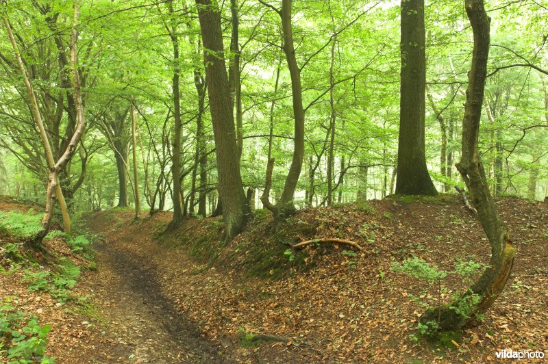 Bosreservaat Teuvenerberg