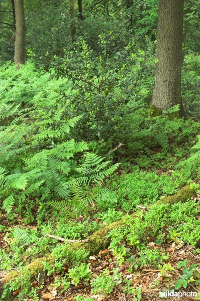 Bosreservaat Teuvenerberg