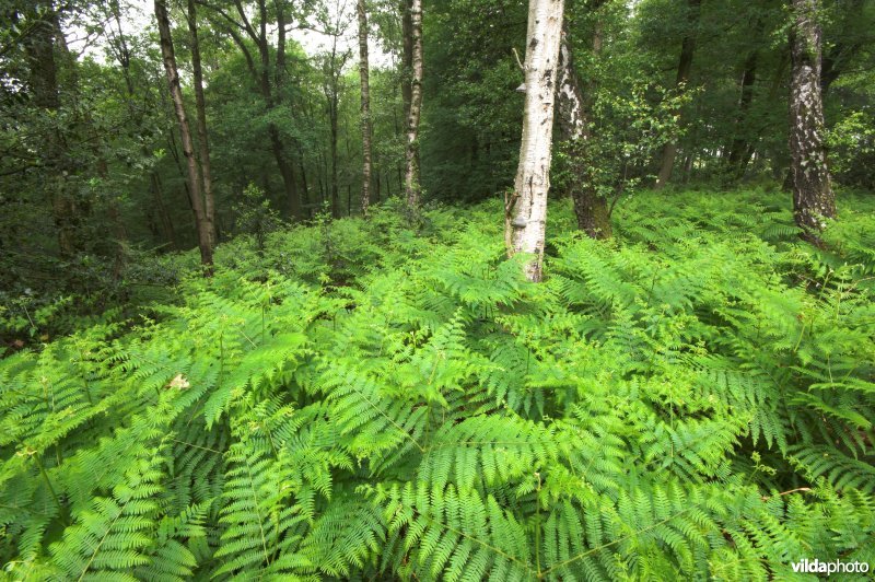 Bosreservaat Teuvenerberg