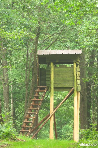 Bosreservaat Vrouwenbos