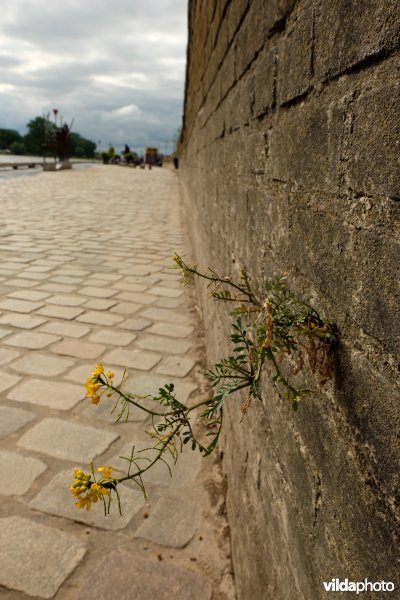 Akkerkers als muurplant